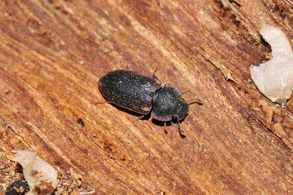 Colobicus hirtus (Zopheridae) - Avigliana (TO)